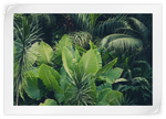 Tropical Jungle Wall Art
