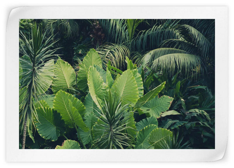 Tropical Jungle Wall Art