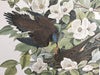 Carolina Turtle Dove