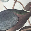 Band-tailed Pigeon
