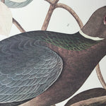 Band-tailed Pigeon