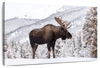 Snowy Moose Wall Art