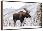 Snowy Moose Wall Art