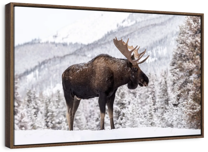 Snowy Moose Wall Art
