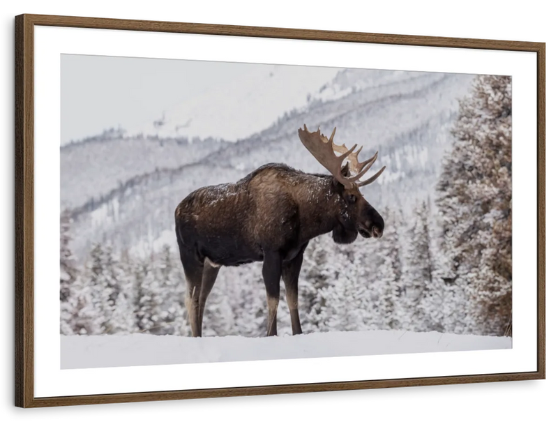 Snowy Moose Wall Art