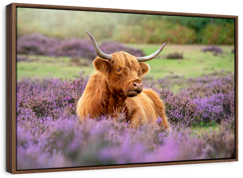 Highland Cow Paradise Wall Art