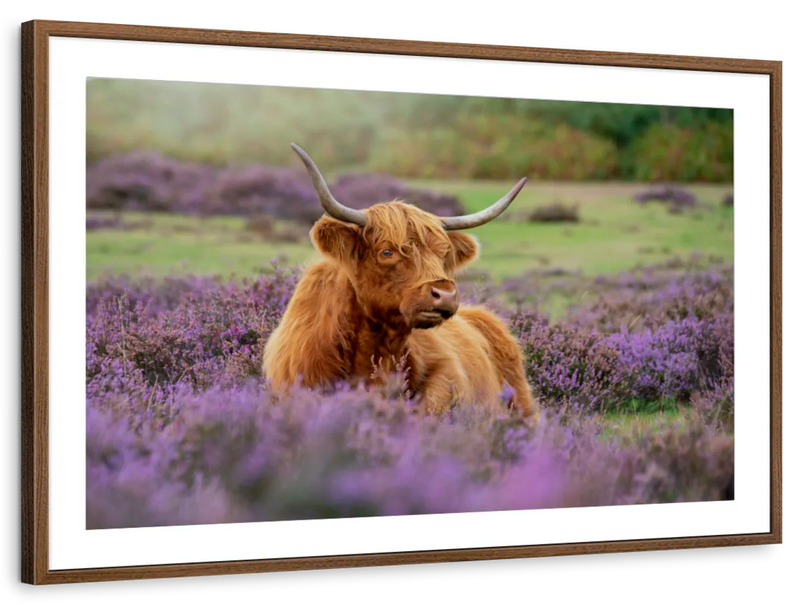 Highland Cow Paradise Wall Art