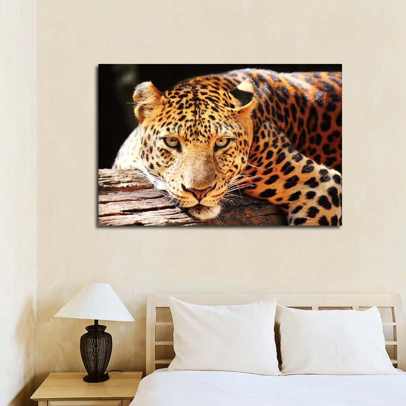Leopard Gaze Wall Art