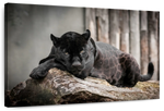 Lounging Black Panther Wall Art