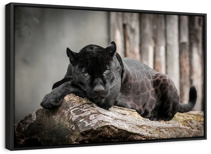Lounging Black Panther Wall Art