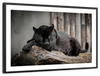Lounging Black Panther Wall Art