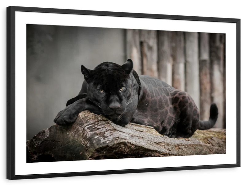 Lounging Black Panther Wall Art