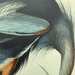 Great Blue Heron, 17 1/2 x 26 inches