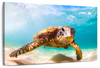 Hawaiian Turtle Wall Art