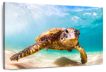 Hawaiian Turtle Wall Art