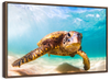 Hawaiian Turtle Wall Art