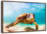 Hawaiian Turtle Wall Art