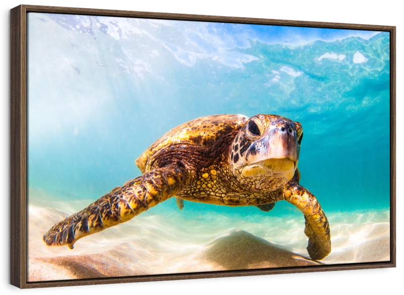 Hawaiian Turtle Wall Art