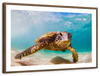 Hawaiian Turtle Wall Art