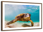 Hawaiian Turtle Wall Art