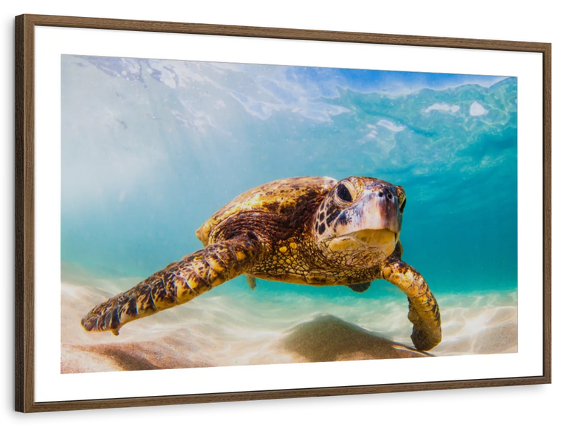 Hawaiian Turtle Wall Art