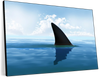 Shark Fin Wall Art