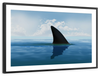 Shark Fin Wall Art