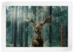 Wild Forest Moose Wall Art