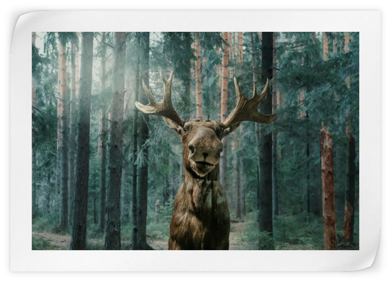 Wild Forest Moose Wall Art