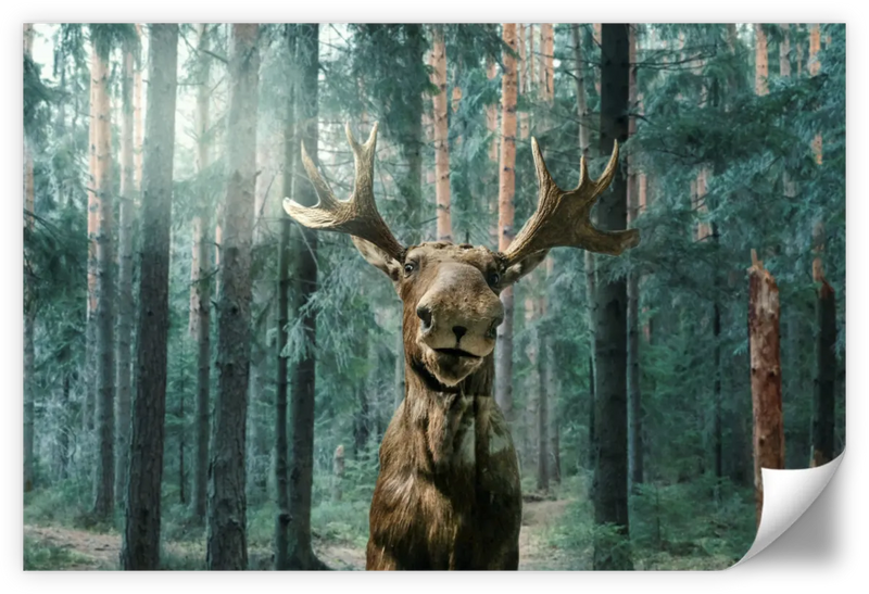 Wild Forest Moose Wall Art