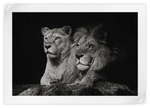 Lion And Lioness Mates Wall Art