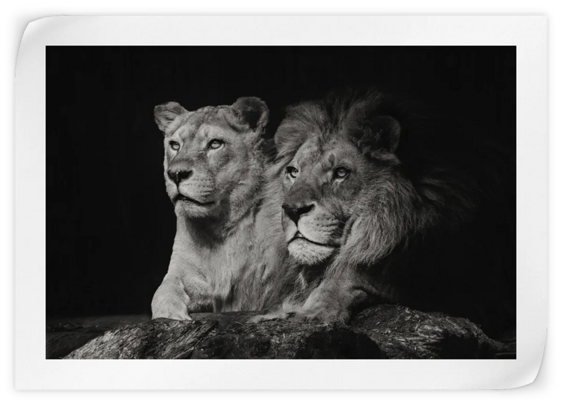 Lion And Lioness Mates Wall Art