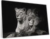 Lion And Lioness Mates Wall Art