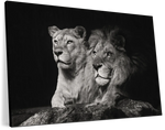 Lion And Lioness Mates Wall Art