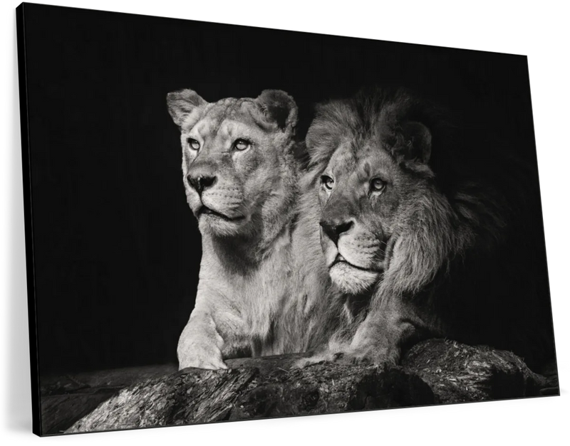 Lion And Lioness Mates Wall Art