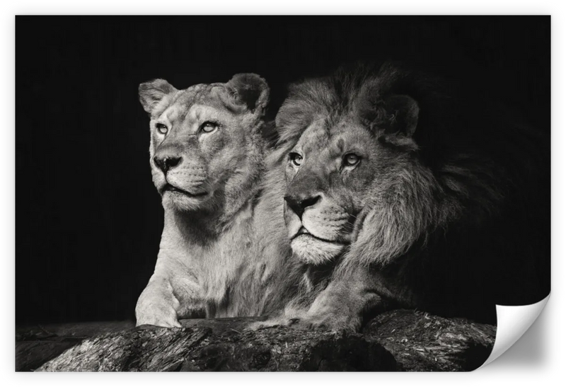 Lion And Lioness Mates Wall Art