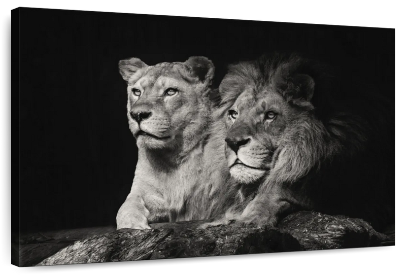 Lion And Lioness Mates Wall Art