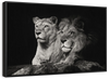 Lion And Lioness Mates Wall Art