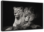 Lion And Lioness Mates Wall Art