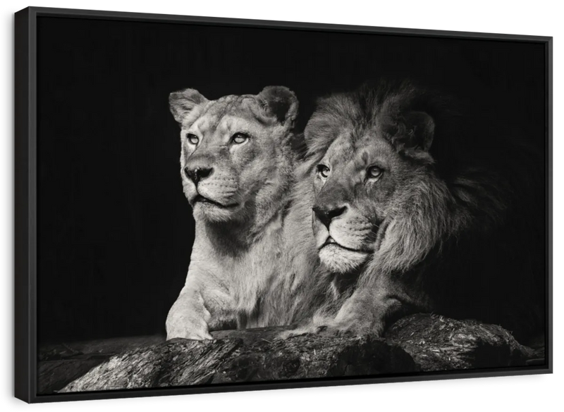 Lion And Lioness Mates Wall Art