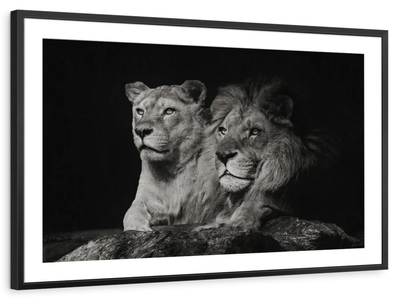 Lion And Lioness Mates Wall Art