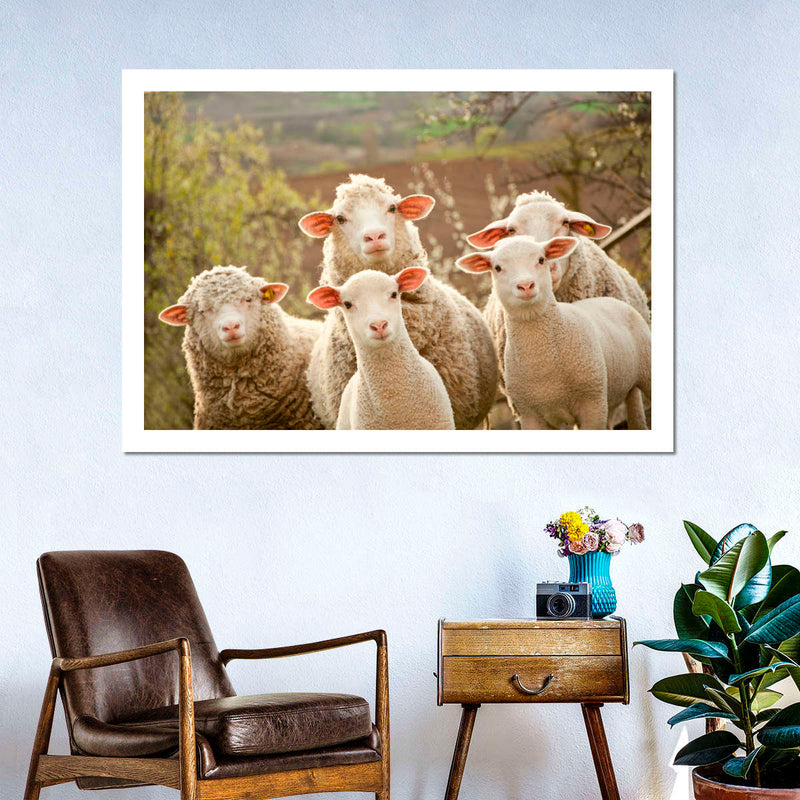 Stunned Sheep Wall Art