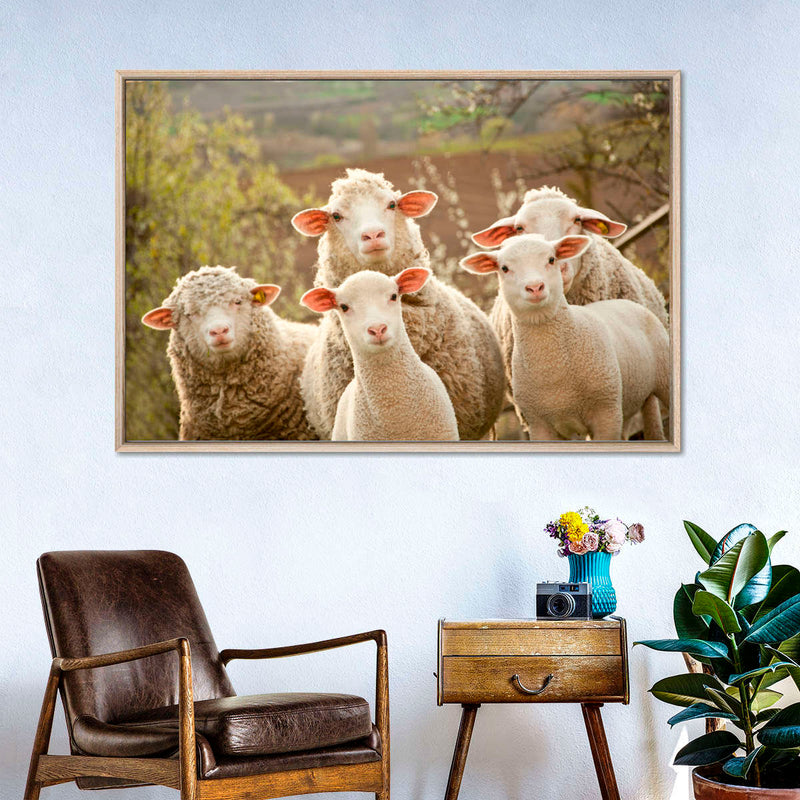 Stunned Sheep Wall Art