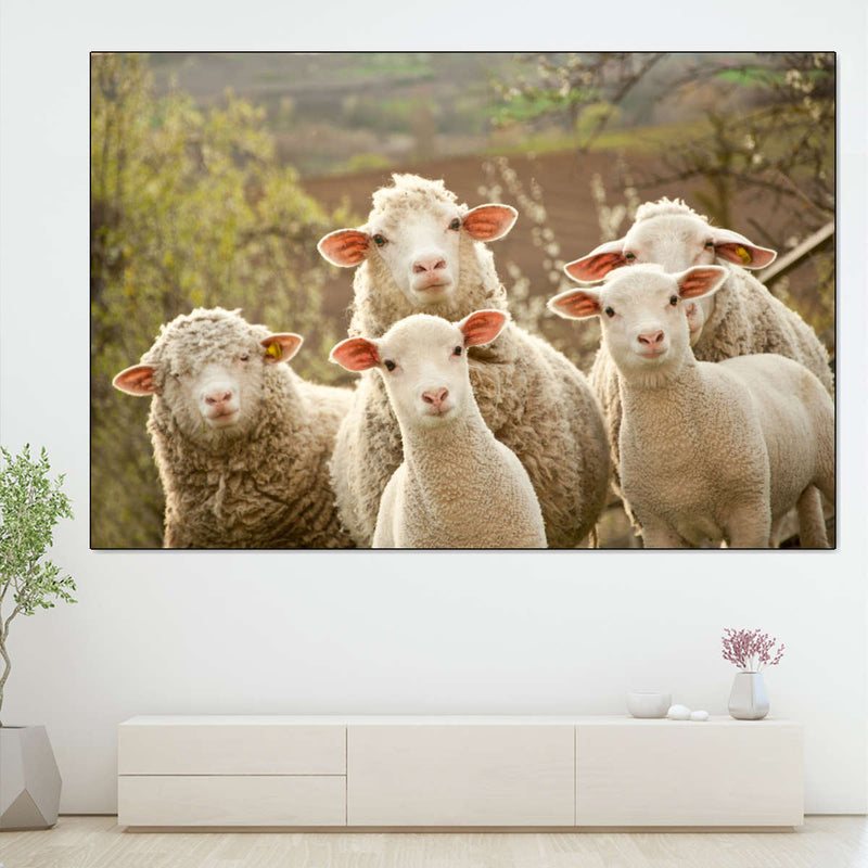 Stunned Sheep Wall Art