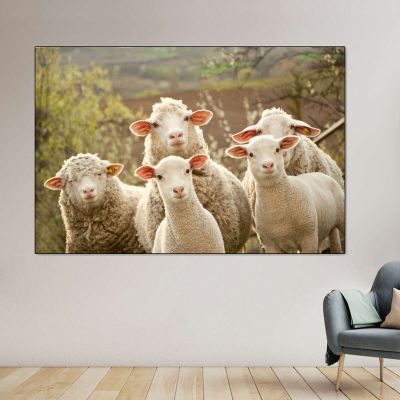 Stunned Sheep Wall Art