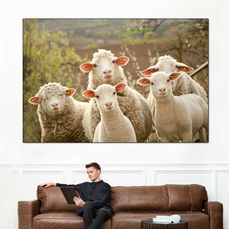 Stunned Sheep Wall Art