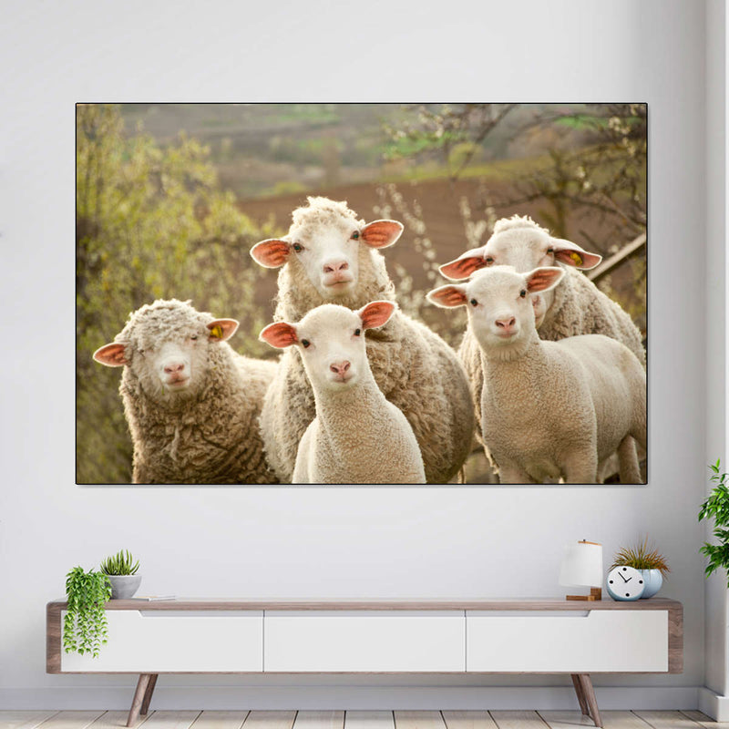 Stunned Sheep Wall Art