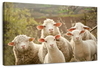Stunned Sheep Wall Art