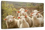Stunned Sheep Wall Art