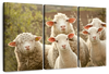 Stunned Sheep Wall Art